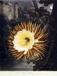 The Night Blowing Cereus, 1800-Philip Reinagle-Giclee Print