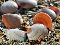 Baltic Tellin Shells on Beach, Belgium-Philippe Clement-Photographic Print