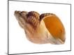 Premium Photographic Print