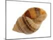 Premium Photographic Print