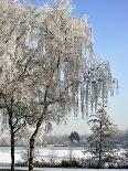 Trees Covered in Hoarfrost Beside Frozen Lake in Winter, Belgium-Philippe Clement-Photographic Print