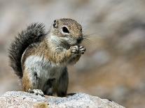 Harris Antelope Squirrel Feeding on Seed. Organ Pipe Cactus National Monument, Arizona, USA-Philippe Clement-Photographic Print