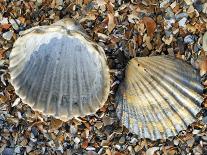 Two Common Limpets on Beach, Normandy, France-Philippe Clement-Photographic Print