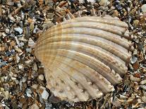 Poorly Ribbed Cockle Shells Separed to Show the Inside and the Outside, Normandy, France-Philippe Clement-Photographic Print