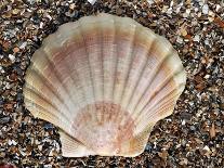 Scallop Shell on Beach, Normandy, France-Philippe Clement-Photographic Print