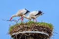 White Storks Building Nest Zwin Nature Park Knokke West Flanders white-storks-building-nest-zwin-nature-park-knokke-west-flanders
