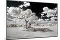 Photographic Print