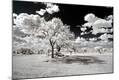 Photographic Print