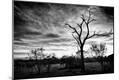 Photographic Print