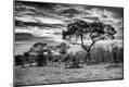 Photographic Print