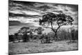 Photographic Print