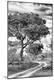 Photographic Print