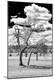 Photographic Print