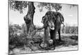 Photographic Print