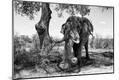 Photographic Print