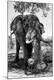 Photographic Print