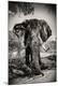 Photographic Print