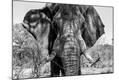 Photographic Print