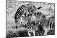 Photographic Print
