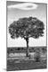 Photographic Print