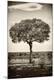 Photographic Print