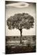 Photographic Print