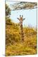Premium Photographic Print