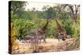 Stretched Canvas Print