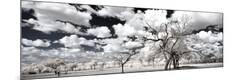 Photographic Print