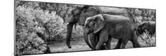 Photographic Print