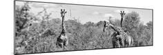 Photographic Print