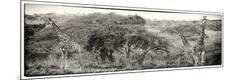 Photographic Print
