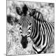 Premium Photographic Print