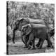Stretched Canvas Print