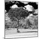 Photographic Print