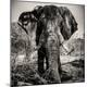 Photographic Print