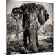 Photographic Print