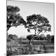 Photographic Print