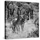 Stretched Canvas Print