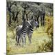 Premium Photographic Print