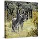 Stretched Canvas Print
