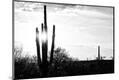 Photographic Print