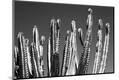 Premium Photographic Print