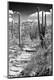 Photographic Print