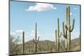 Photographic Print