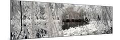Premium Photographic Print