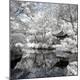 Premium Photographic Print