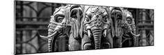 Premium Photographic Print