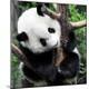 Premium Photographic Print