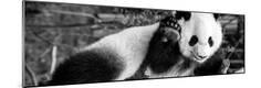 Premium Photographic Print